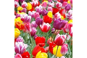 100-Pack Mixed Tulip Flower Bulbs – Bulk Pack of Colorful Tulips for Spring Blooms – Easy Fall Planting - Plant in Gardens, Borders & Flowerbeds - Bulb Size 11/12cm - Willard & May