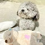 ALL FOR PAWS Little Buddy Heart Beat Sheep Puppy Toy Calm Crate Training view 9