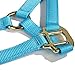 Intrepid International Halter Mini Light Blue Nylon DBL Buckle Crown, LT Blue, Mini