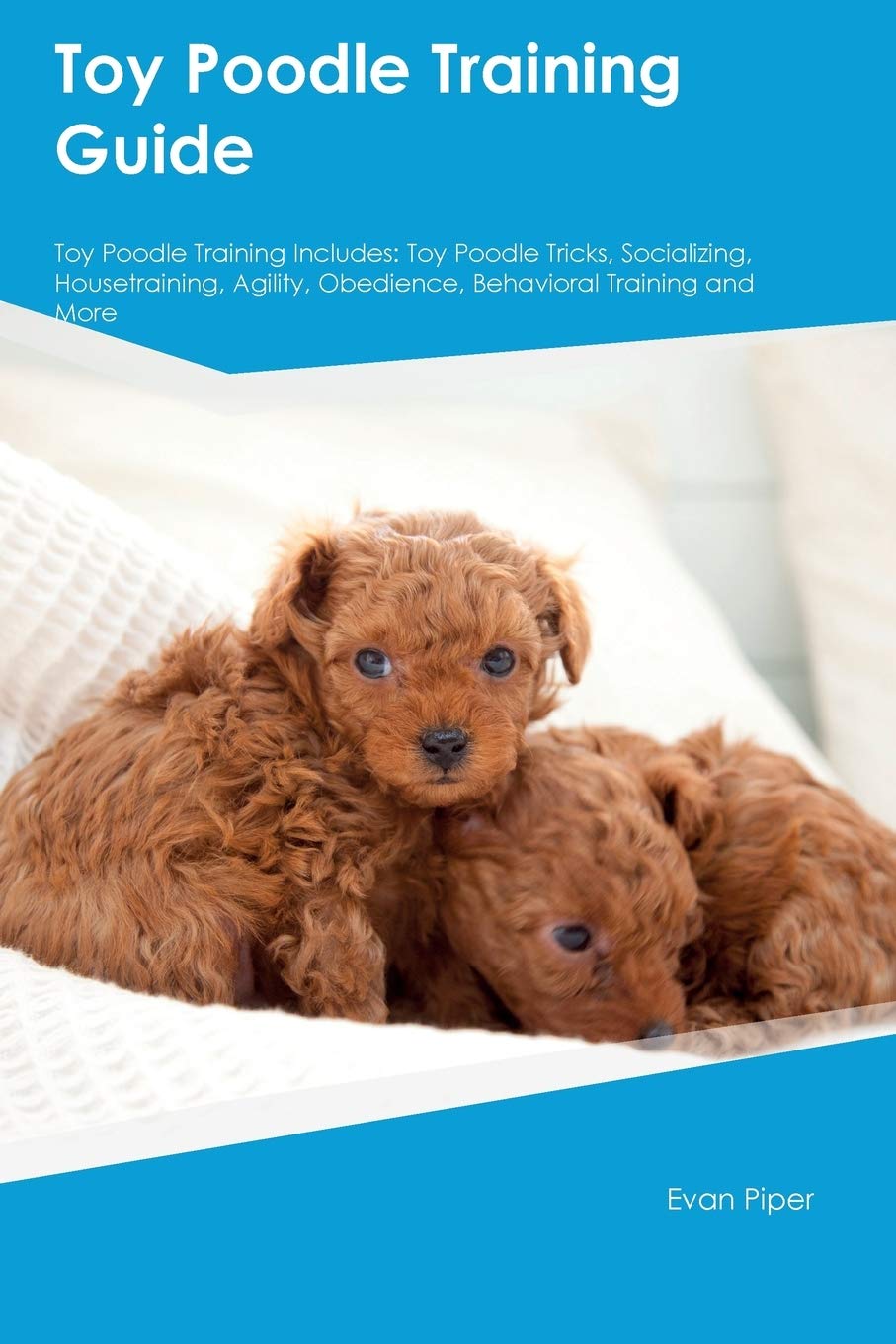 Training a toy poodle Clearance
