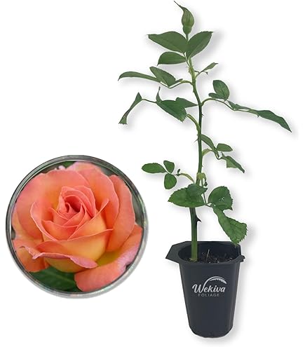 Amazon.com : Brides Dream Rose Bush - Live Starter Plant in a 2