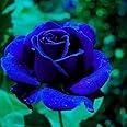 100 Blue Rose Seeds – Rare Hybrid Perennial Shrub for Garden & Potted Decor