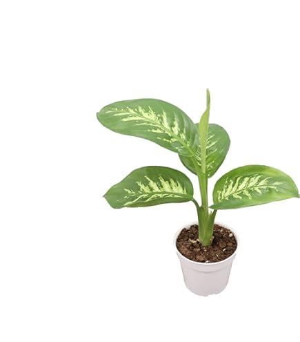Amazon.com : Dieffenbachia Amy Dumb Cane | 4 inch | Tropical Ambiance :  Patio, Lawn & Garden
