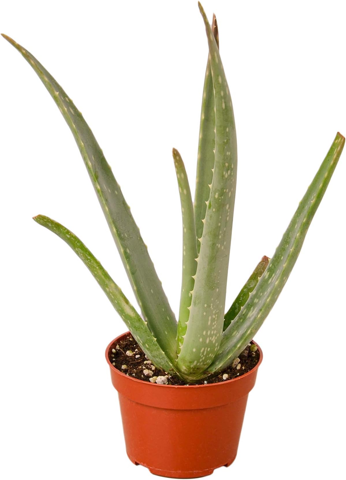 HOUSEPLANTSHOP | Aloe Vera Plant - 4” Pot | Live Indoor House Plant | Free Care Guide