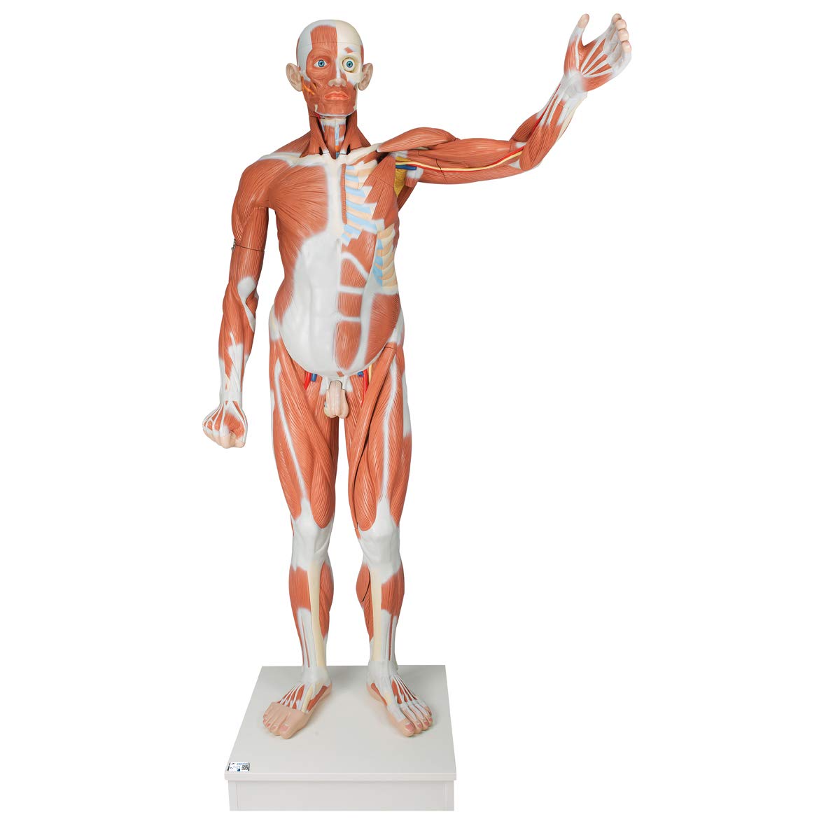 3B Scientific Human Anatomy - Life Size Male Muscular Figure, 37 Part