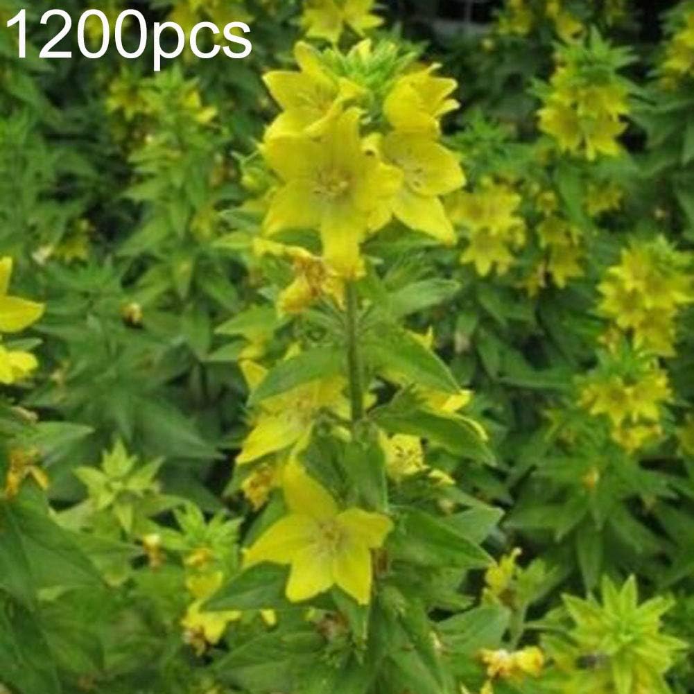 Mggsndi 1200Pcs Wild Flower Yellow Rattle Rhinanthus Minor Seeds Garden Yard DIY Decor - Heirloom Non GMO - Seeds for Planting an Indoor and Outdoor Garden Rhinanthus Minor Seeds