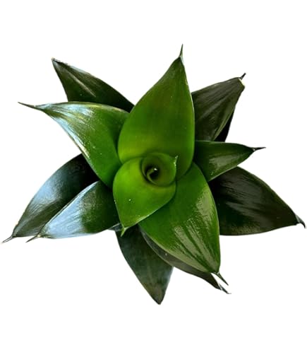 Amazon.com : Sansevieria Snake Plants, Live Indoor Plant (3 Assorted  Varieties, 4 inch) : Patio, Lawn & Garden