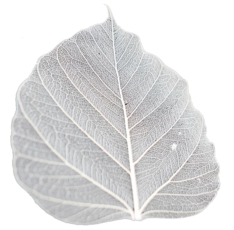 100 Pcs Bodhi Leaf Translucent Leaves Pho Bodhi Tree Veined Leaf Natural Laced Leaves Scrapbooking Craft Card Wedding (4.5-5.4 in. Natural Color)