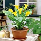 Zantedeschia Yellow x 2