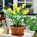 Zantedeschia Yellow x 2