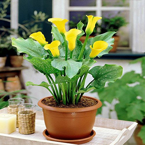 Zantedeschia Yellow x 2