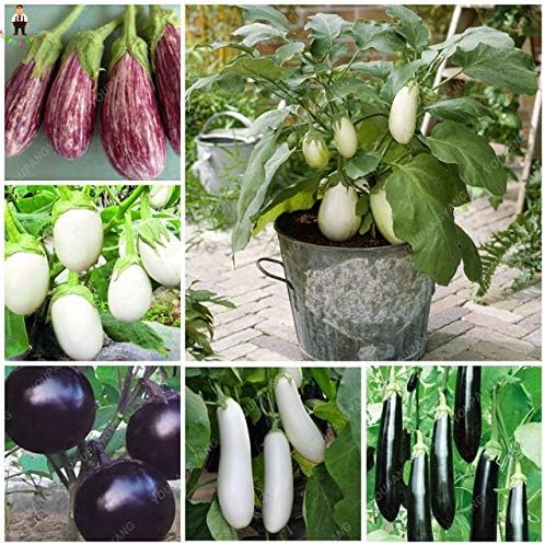 AGROBITS! Bonsai 100Pieces / Bolsa Deliciosa Berenjena púrpura ...