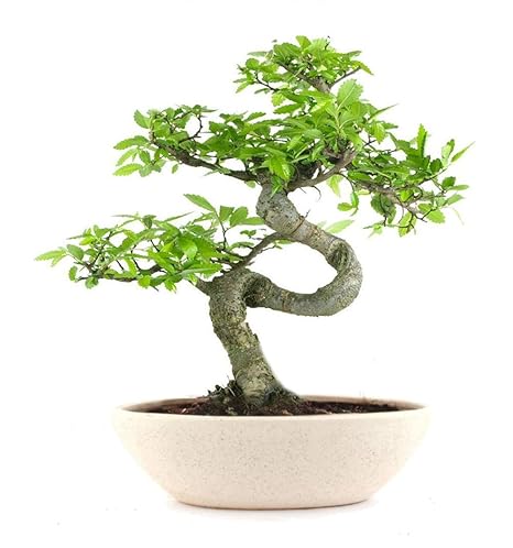 Bonsai Live Plants Abana Homes