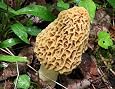 Morel Mushroom Spores Grow Kit - Sawdust Bag For 5 Gallon Yield Morchella Esculenta Free Shipping