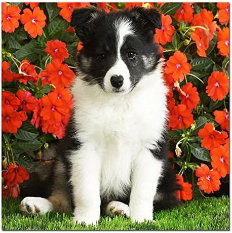 DIY Full Area Round 5D Diamond Painting Dog ,Handmade Paste Painting Resin Cross Stitch Kit Home Décor Wall Decoration (30cm x 30cm)
