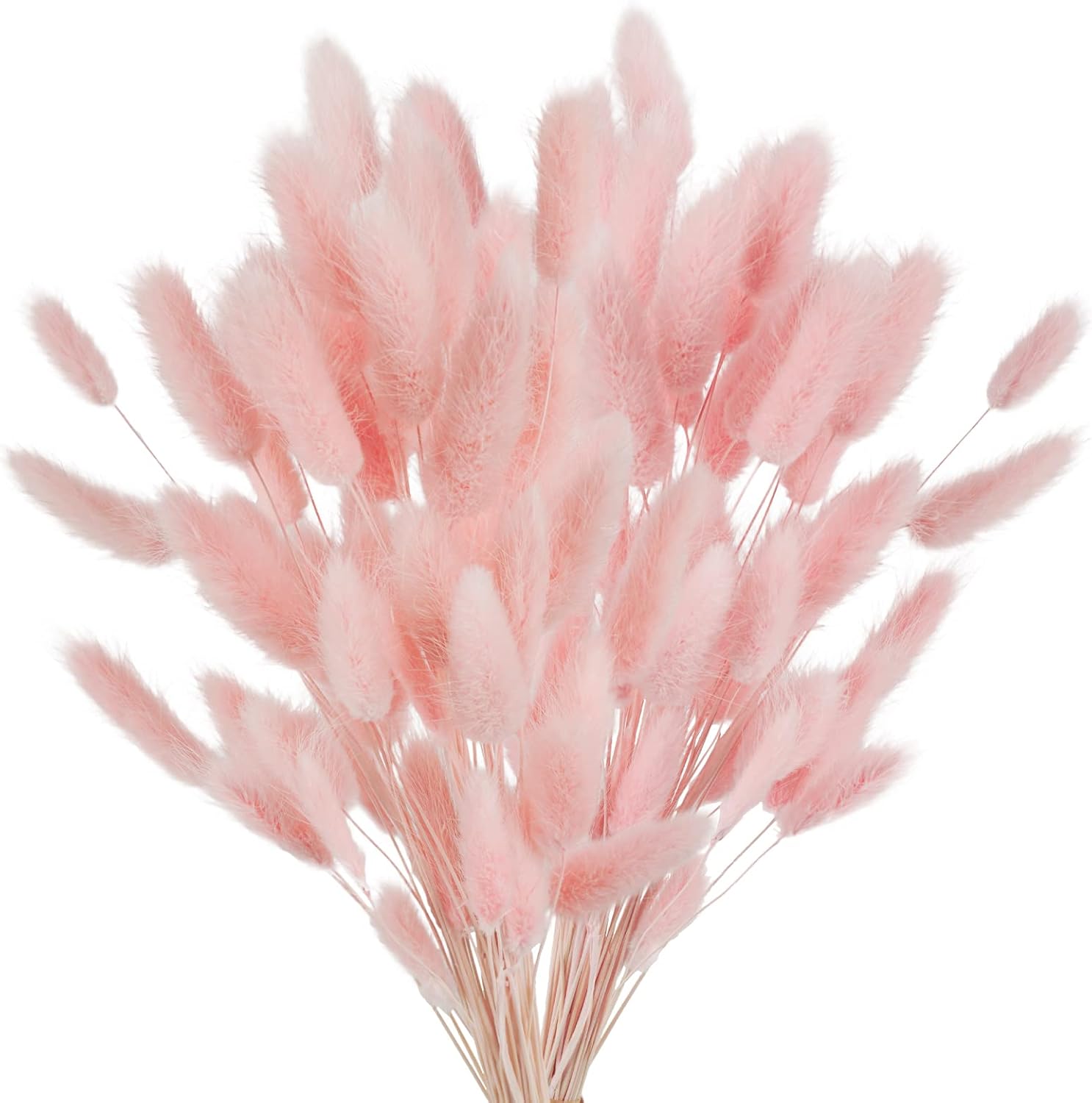 Dried & Preserved Flora - Phliofd 100Pcs Bunny Tails Dried Flowers, Natural Dried Bunny Tails Grass Dried Lagurus Ovatus Rabbit Tail Grass for Flowers Arrangements DIY Craft Wedding Party Home Table Decor (Pink)