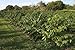 Hawaii Roasters Award Winning 100% Kona Coffee, Whole Bean, Dark Roast, 14-Ounce Bags