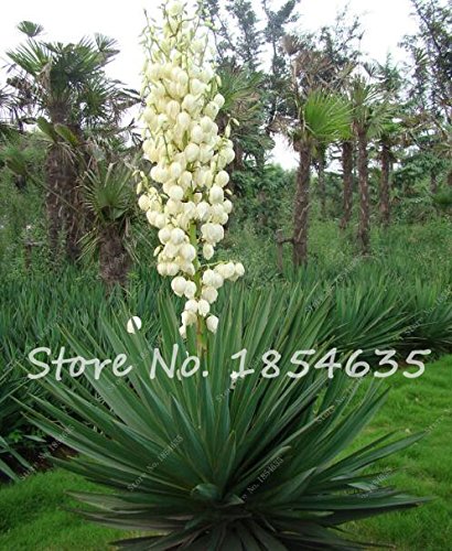 Yucca Tree Flower - The Design Interior