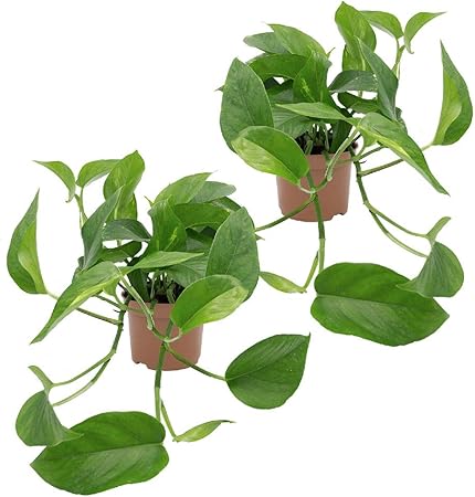 Dominik Blumen Und Pflanzen Efeutute Epipremnum Aureum 2 Pflanzen Zimmerpflanzen Rankend Ampelpflanzen Amazon De Garten