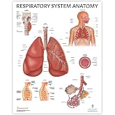 Anatomy Lab Human Respiratory System Laminated Anatomy Poster, 17.3 x 22.5 Inches, Body System Diagram