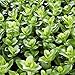 Bacopa Caroliniana Live Aquarium Plants Stems Bundle Freshwater Tropical Flowering Plant Decorations by Mainam