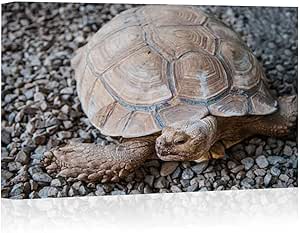 Decoración de pared con diseño de tortuga de desierto en la arena, de
