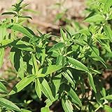 David's Garden Seeds Herb Mint Mountain 2919