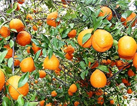 Download Plant House Live Orange Santra Sweet Citrus Fruit Plant Healthy Free HD Wallpaper Plant House Live Orange Santra Sweet Citrus Fruit Plant Healthy Free
