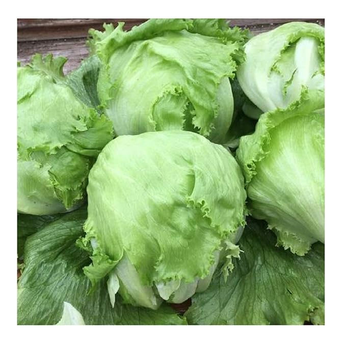 David's Garden Seeds Lettuce Crispino Iceberg SL4443 (Green) 500 Non-GMO, Organic Seeds