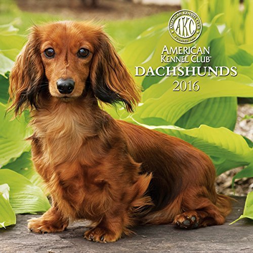 american kennel club dachshund