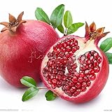 20 POMEGRANATE TREE Punica Granatum Fruit Seeds~Organic