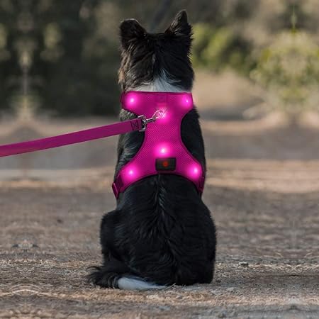 light up dog jacket