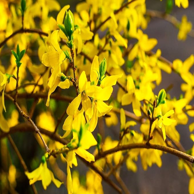 50 Semillas de Forsythia: Amazon.es: Jardín