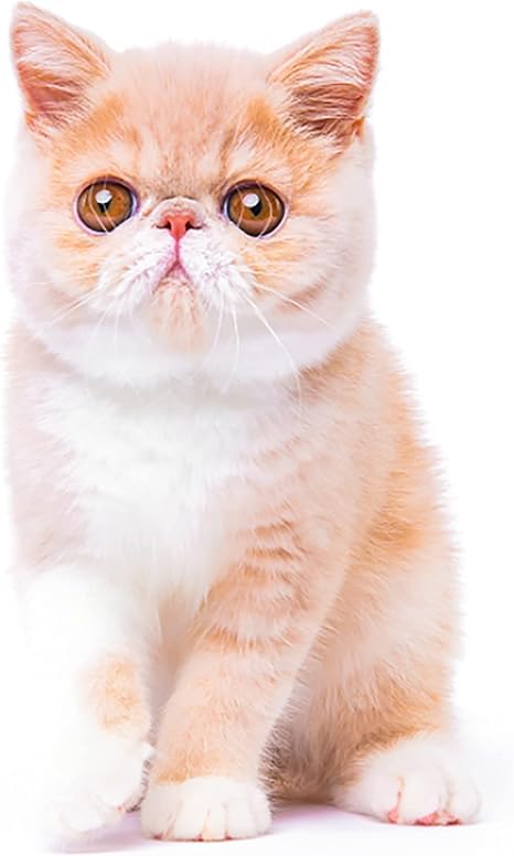 Amazon セットアップ 量産型 ワンピース スーツ 上下セット 韓国 服 レディース 着痩せ 制服 カジュアル 無地 可愛い 学院風 通勤 通学 甘め 春秋 スカートスーツ 通販