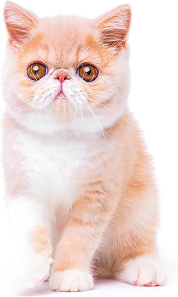 Amazon セットアップ 量産型 ワンピース スーツ 上下セット 韓国 服 レディース 着痩せ 制服 カジュアル 無地 可愛い 学院風 通勤 通学 甘め 春秋 スカートスーツ 通販