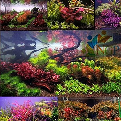 garden aquarium