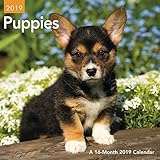 Puppies Mini Wall Calendar (2019) by