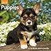 Puppies Mini Wall Calendar (2019) by