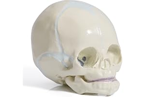 LVCHEN Human Infant Skull Model - Fetus Skull Anatomy Baby Skull Model Life Size