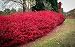 Dwarf Burning Bush ( Euonymus Alatus ) - Quart Pot