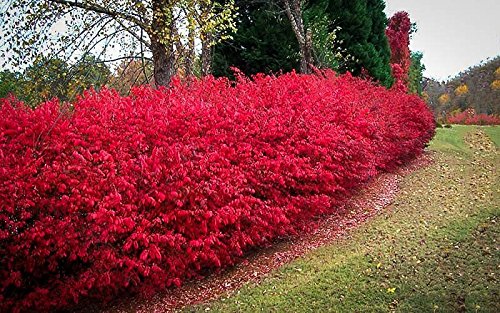 Dwarf Burning Bush ( Euonymus Alatus ) - Quart Pot Dwarf Burning Bush ( Euonymus Alatus ) - Quart Pot