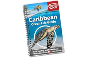 Caribbean Ocean Life Guide – Fish Identification Book for Beginners | 50 Species & Marine Animals Scavenger Hunt for Divers, Snorkelers & Kids