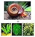 Aquatic Discounts 10+ Feeder/Cleaner Ramshorn Snails, 1/6-1/3 inch - Excellent Tank Cleaners + Great Natural Food for Your Puffers, Loaches, Crayfish, Turtle