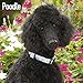Poodle Calendar 2017 - Poodles Calendar - Standard Poodle Calendar - Dog Breed Calendars - 2016 - 2017 wall calendars - 16 Month by Avonside
