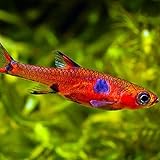Dwarf aka pygmy rasbora (Pack of 6) Boraras