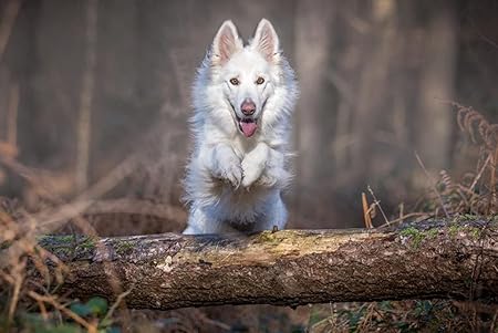 Amazon Co Jp A0 特大 ポスター 犬ジャンプ白丸 壁紙ウォールステッカーポスター A0 11x841mm Generic