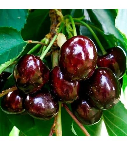 30 Red Cherry Pits Rare Fruit Sweet Tree Organic NonGMO Seeds Grow