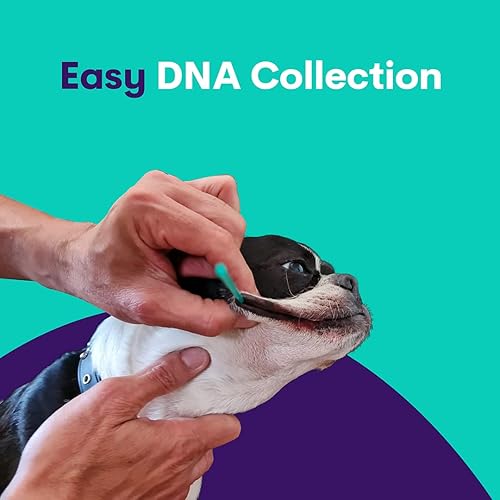 HOT Orivet Dog Dna Test Health Orivet Dog Dna Test Dog DNA