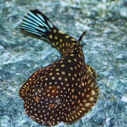 Hillstream Loach Borneo Sucker Loach (2 Fish Pack) Live Fish for