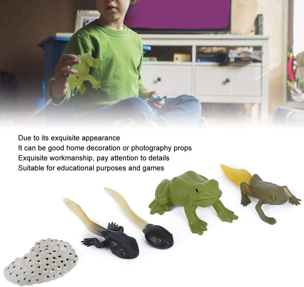 Amazon カエル モデル 5pcs おたまじゃくしからカエルまでのひみつ 成長サイクル フィギュア 自然 動物 認知 現実的 いたずら おもちゃ 初期 教育 知育 玩具 就学前 保育園 幼稚園 教材 教具 動物の姿 おもしろい 観察 親子時間 カエルのライフサイクル 5種の変化姿